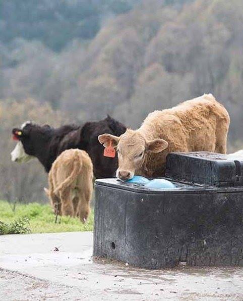 Miraco 3354 waterer with cattle