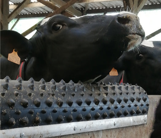 Dairy Scratchy – Molded Rubber Animal Scratcher for Cows & Horses | Bioret Agri Comfort Solution