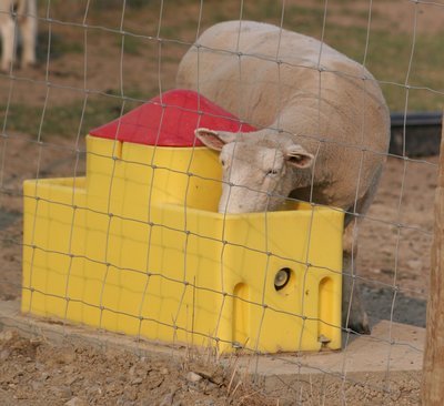 Ritchie WaterMatic 150S Sheep and Goat Waterer