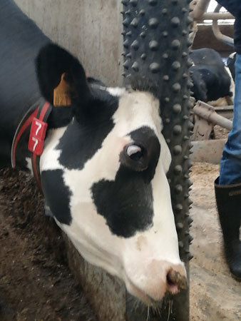 Dairy Scratchy – Molded Rubber Animal Scratcher for Cows & Horses | Bioret Agri Comfort Solution