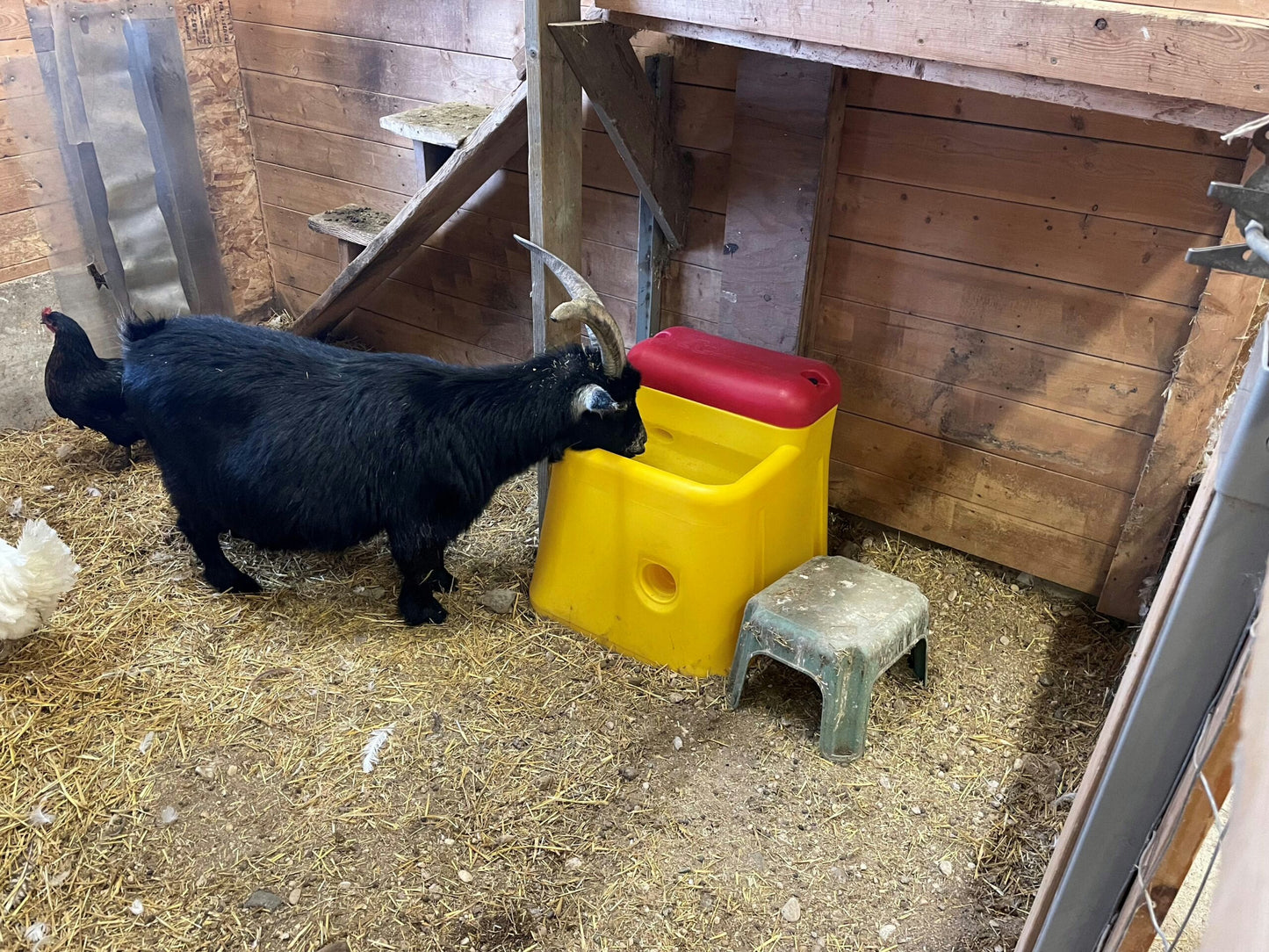 Ritchie Genesis G1 Single Waterer - Connect to a Hose