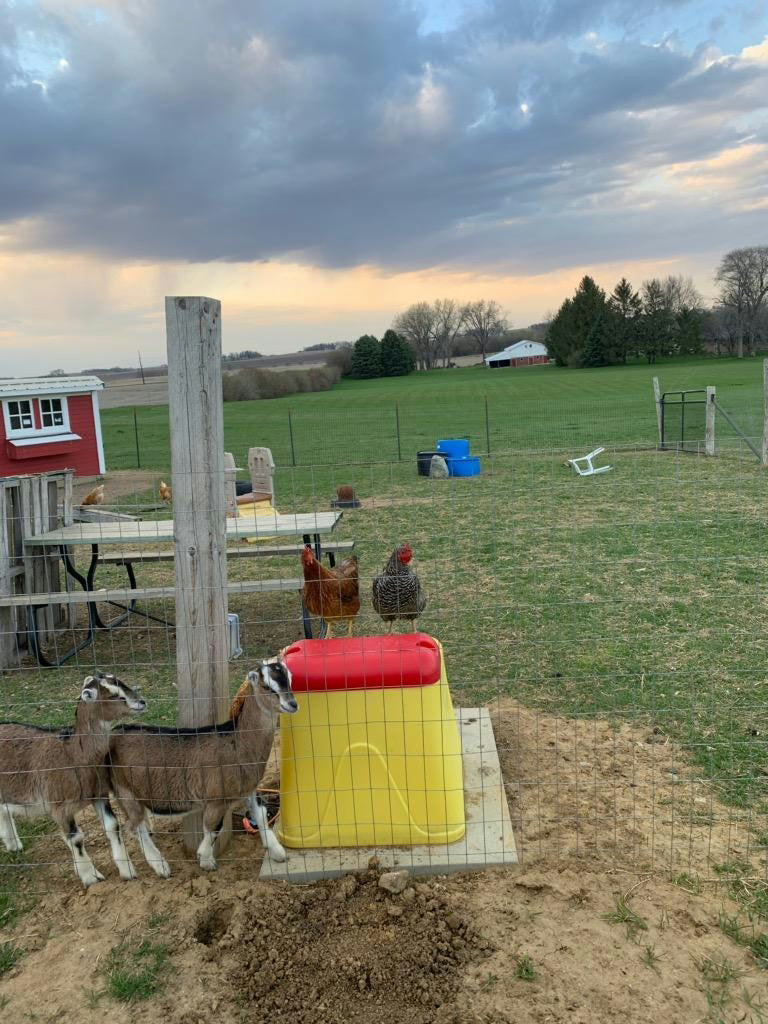 Ritchie Genesis G1 Single Waterer - Connect to a Hose