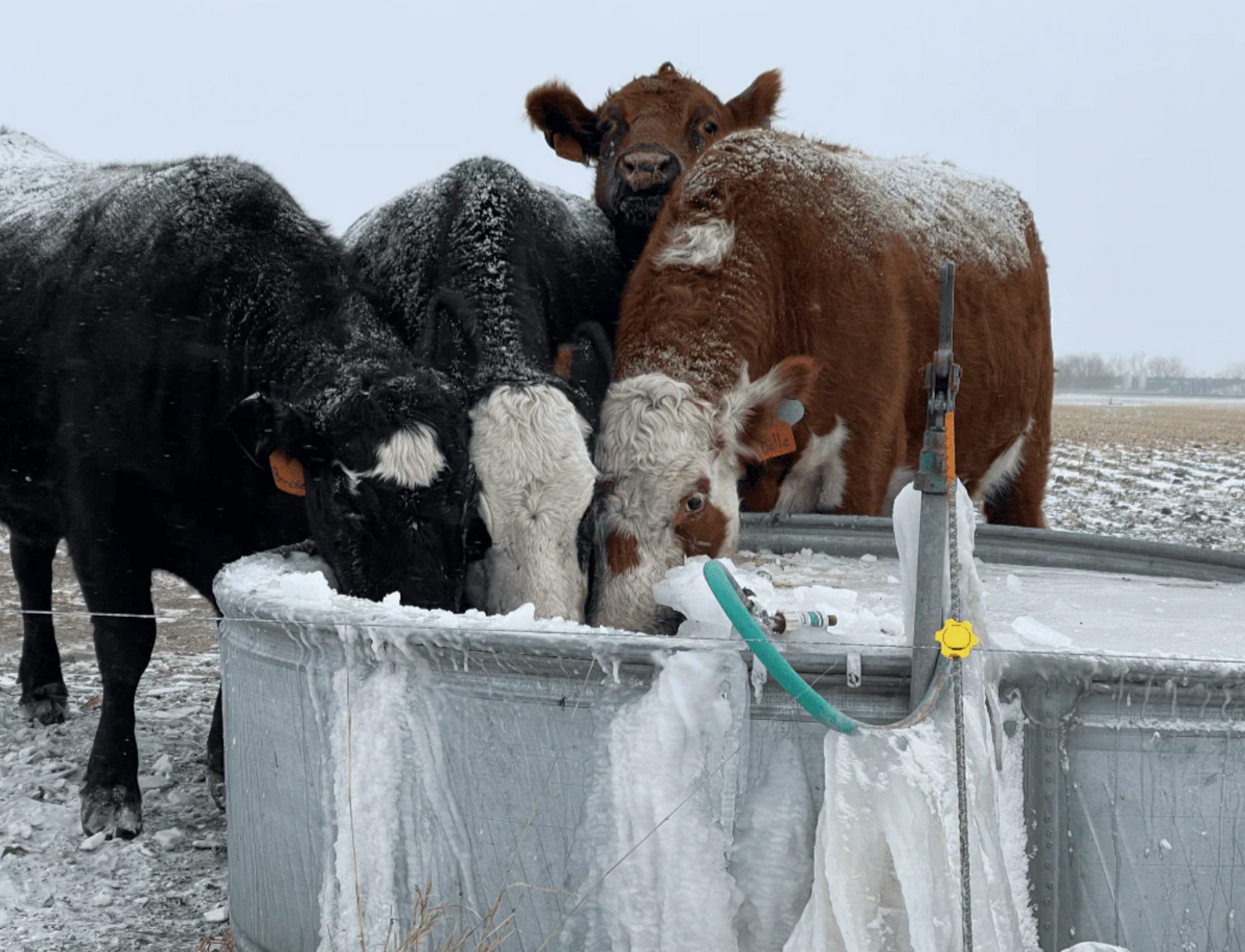 The Freeze Miser - TWO Pack